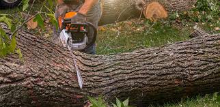 Best Tree Maintenance Programs  in Terryville, CT