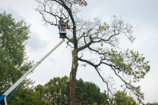 Best Tree Risk Assessment  in Terryville, CT